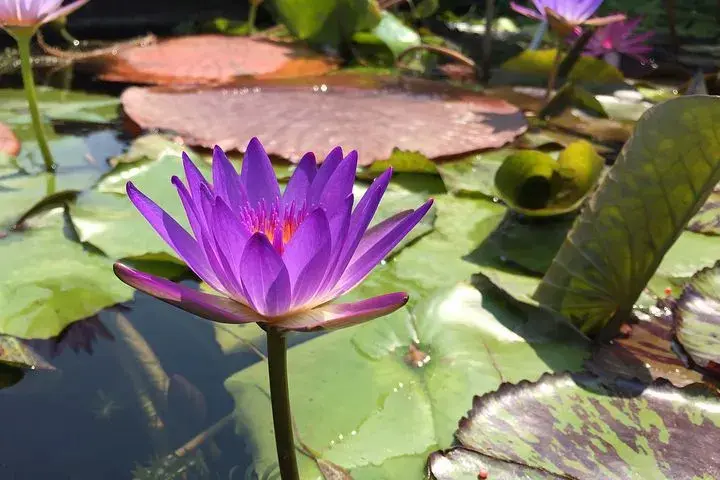 Flor de lótus roxa sobre água